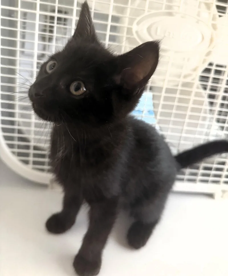 A baby medium-sized male Black Domestic Short Hair cat named Spruce for adoption in Rochester, NY
