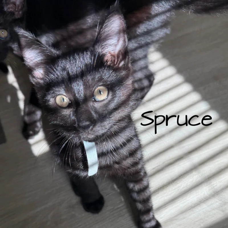 Spruce thumbnail 2