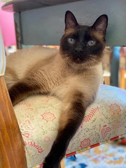 A senior large-sized male Siamese cat named Beeker for adoption in La Jolla, CA