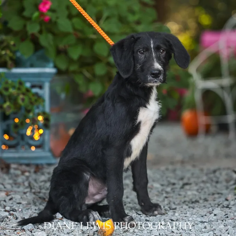 A baby small-sized male Black Terrier dog named Duncan for adoption in Wake Forest, NC