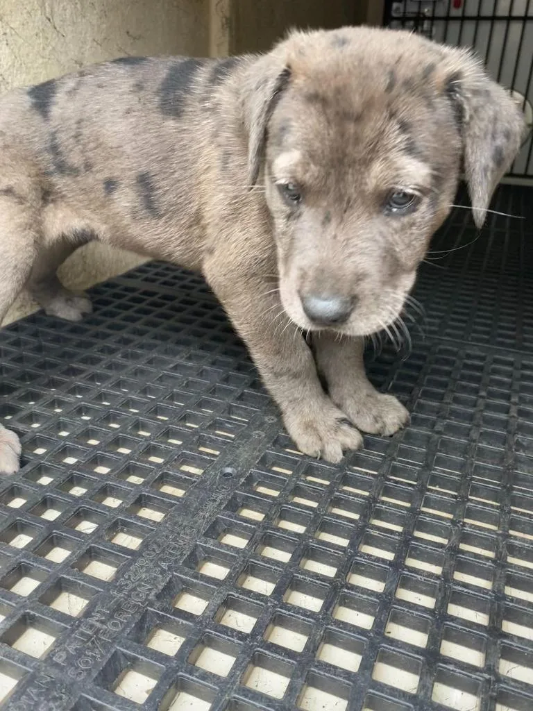 A baby large-sized female Mixed Breed dog named Jenny for adoption in Cartersville , GA