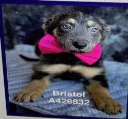 A baby medium-sized female Bicolor Border Collie dog named Bristol And Birdie for adoption in Sudbury, MA