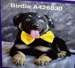 Bristol And Birdie thumbnail 2