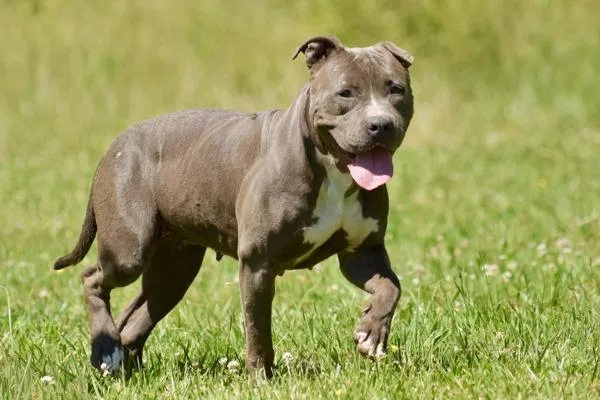An adult medium-sized female Pit Bull Terrier dog named Darla for adoption in Cleveland, TN
