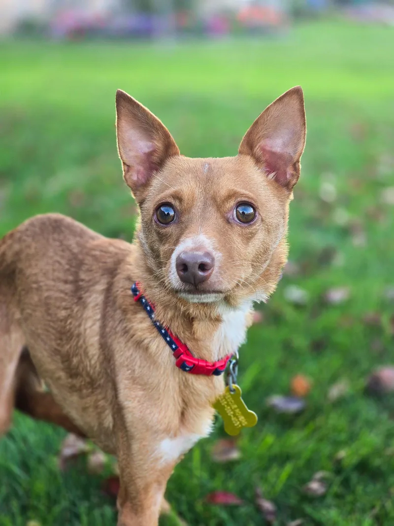 An adult small-sized male Chihuahua dog named Hollis for adoption in Salt Lake City, UT