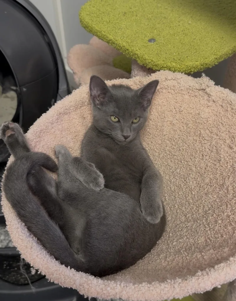 A young medium-sized male Gray / Blue / Silver Domestic Short Hair cat named Gravy for adoption in Currie, NC