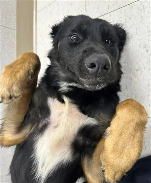 A young medium-sized male Shepherd dog named Bear Kat for adoption in Chula Vista, CA