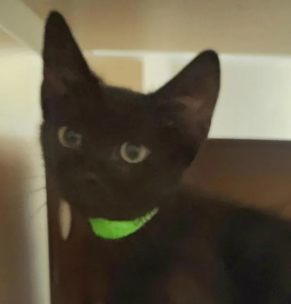 A baby medium-sized male Domestic Short Hair cat named Grackle for adoption in Oakland, CA