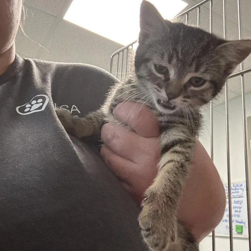 A baby small-sized male Brown / Chocolate Domestic Short Hair cat named Mr. Potato Head for adoption in Tulsa, OK