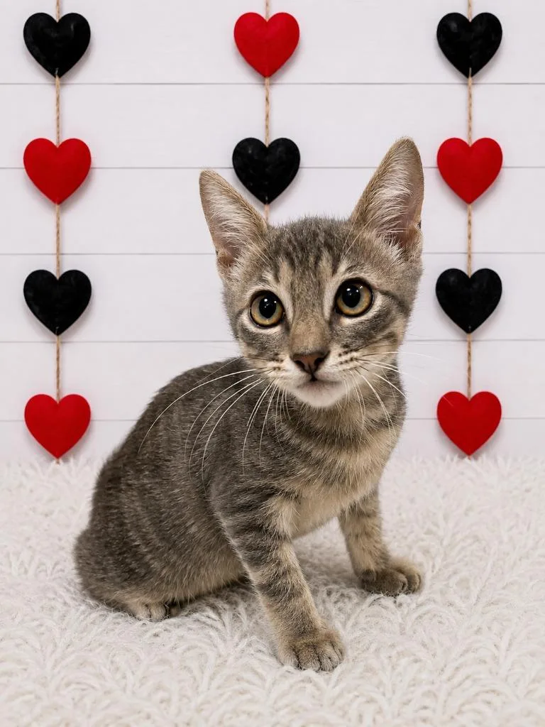 A baby small-sized male Domestic Short Hair cat named Lightning McQueen for adoption in Corpus Christi, TX