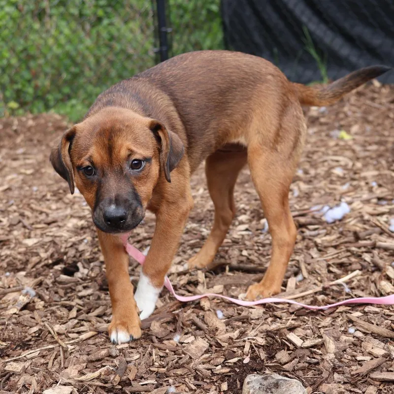 A baby small-sized female Brown / Chocolate Mixed Breed dog named Tulip for adoption in Briarcliff Manor, NY