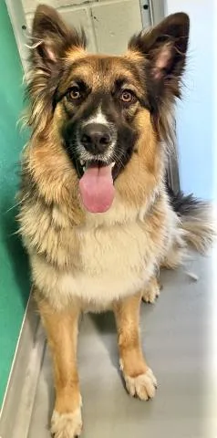 A young medium-sized female Australian Shepherd dog named A for adoption in Visalia, CA