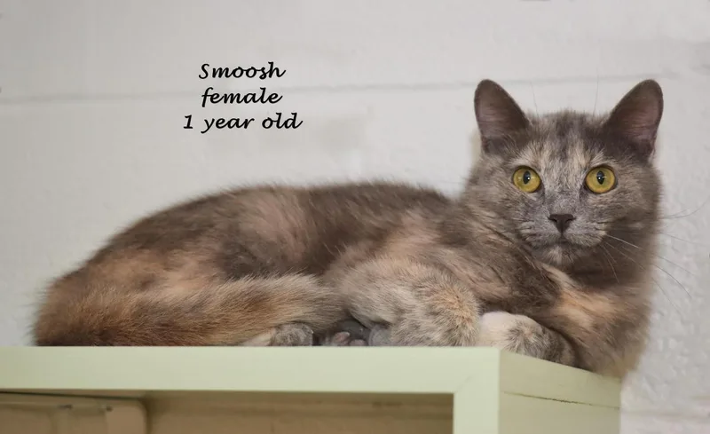 Smoosh