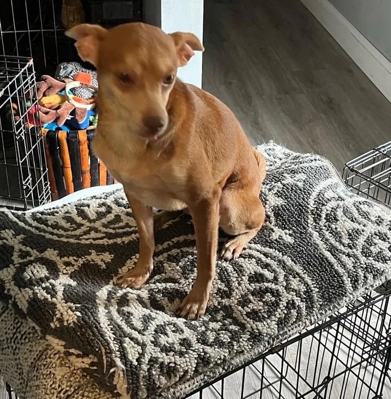 An adult small-sized male Chihuahua dog named Orville for adoption in Gorham, ME