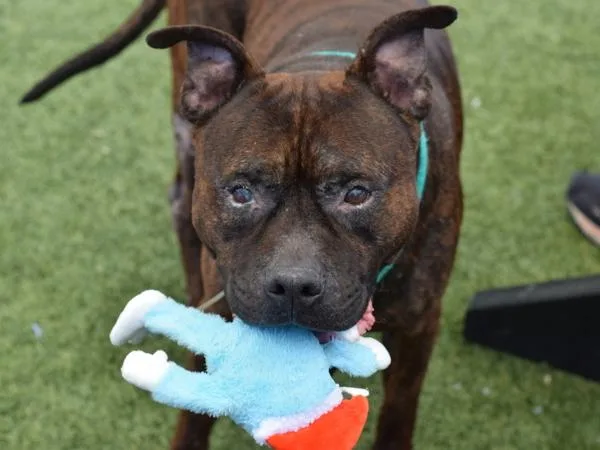 A senior large-sized male Mixed Breed dog named Little Prince for adoption in Ridgewood, NY