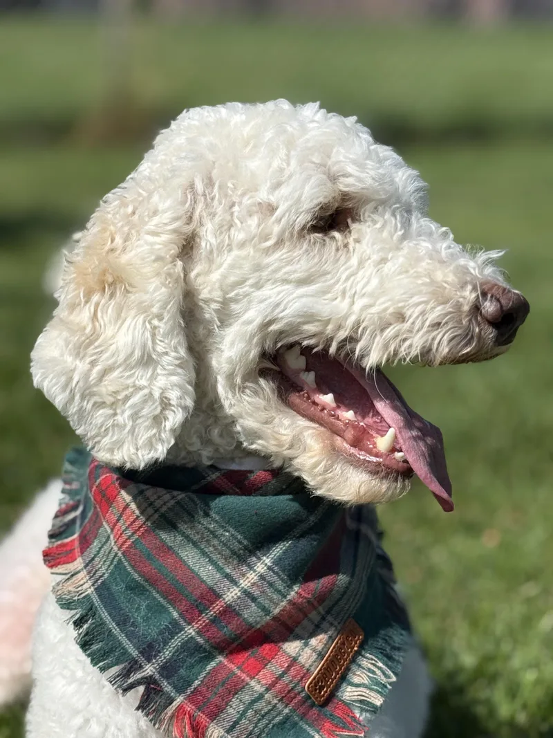An adult medium-sized male Standard Poodle dog named Rocky Ren for adoption in Twin Falls, ID