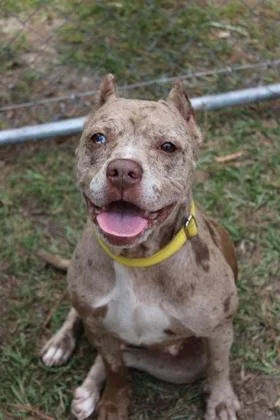 An adult medium-sized female American Staffordshire Terrier dog named B Juliette for adoption in North Charleston, SC