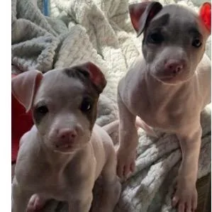 A baby medium-sized female White / Cream Pit Bull Terrier dog named Dolly for adoption in Joliet, IL
