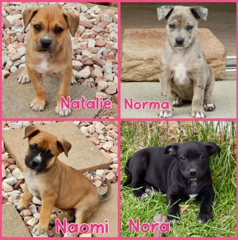 Female N Litter
