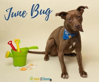 An adult medium-sized female Mixed Breed dog named June Bug for adoption in Fairhope, AL