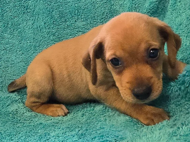 A baby small-sized female Beagle dog named Phoebe for adoption in Murphysboro, IL