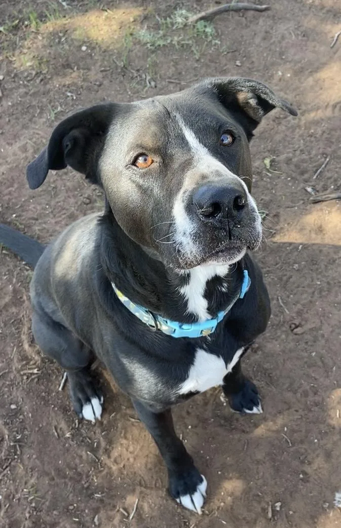 An adult medium-sized male Labrador Retriever dog named Kinzo for adoption in Snyder, TX