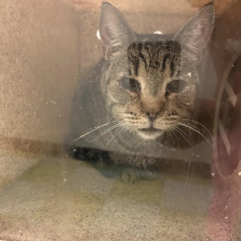 An adult medium-sized male Brown / Chocolate Domestic Short Hair cat named Samber for adoption in Philadelphia, PA