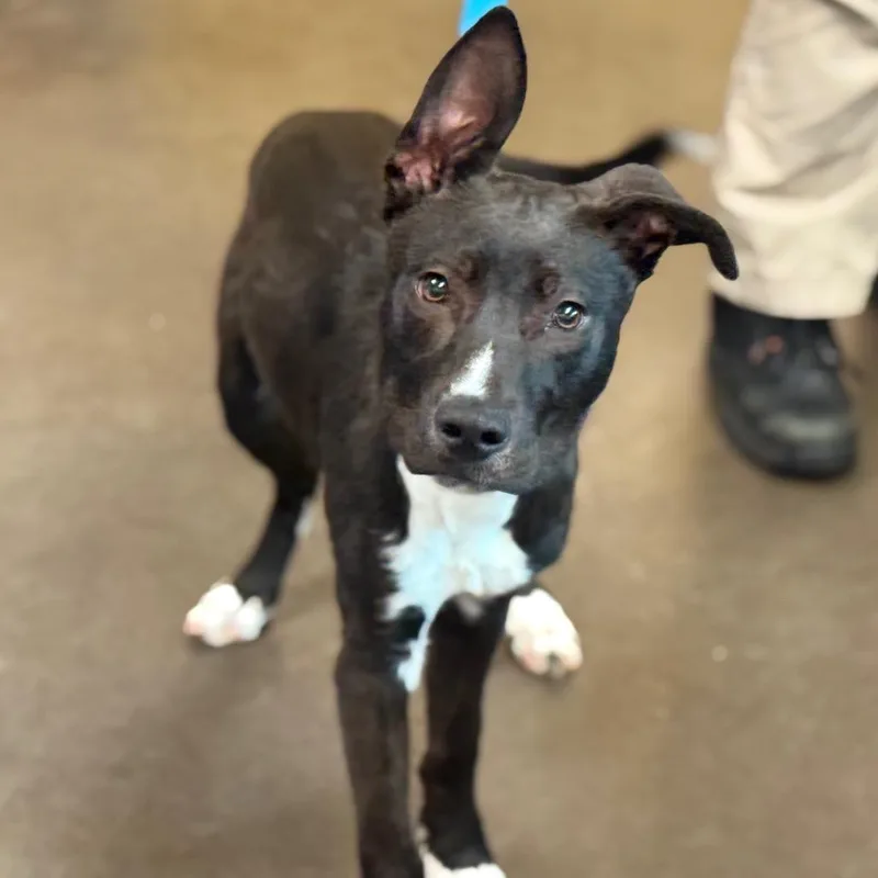 Darth Mittens thumbnail 2