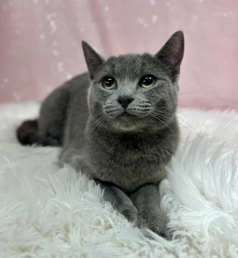 An adult medium-sized female Gray / Blue / Silver Domestic Short Hair cat named Destiny for adoption in Clarkesville, GA