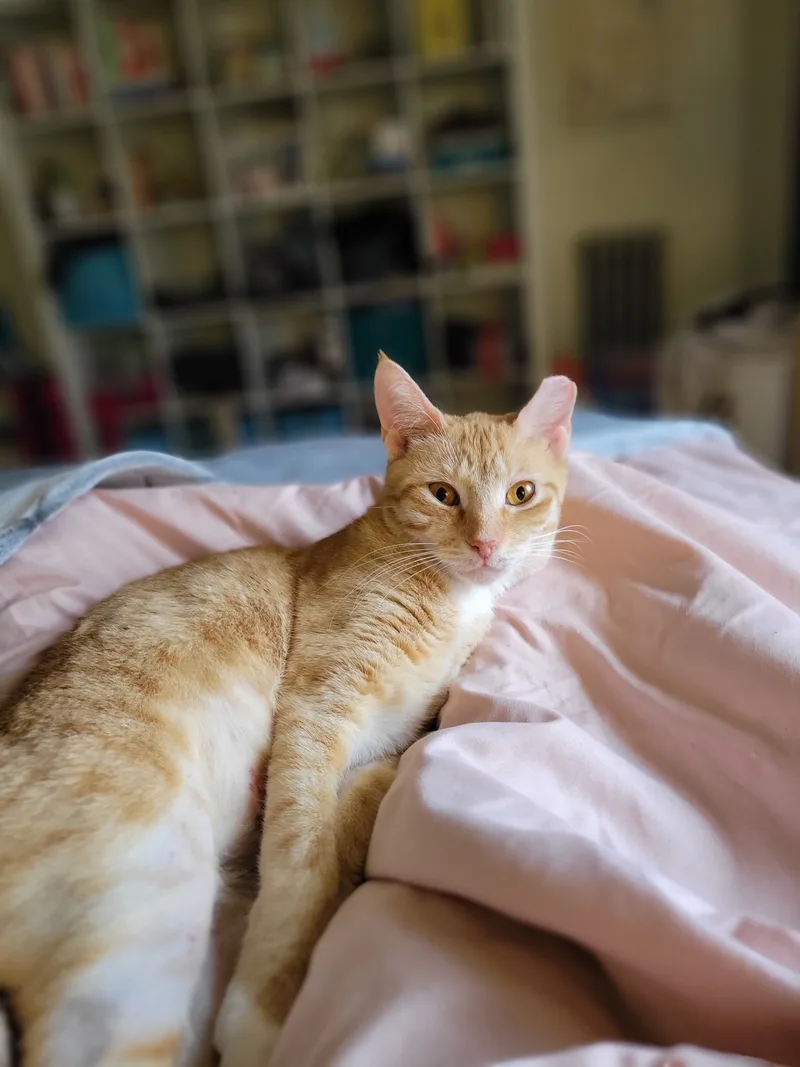 An adult medium-sized female Tabby (Orange / Red) Domestic Short Hair cat named Tangerine for adoption in South Ozone Park, NY
