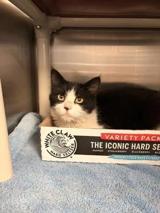 An adult small-sized female Domestic Medium Hair cat named Katara for adoption in Fallston, MD