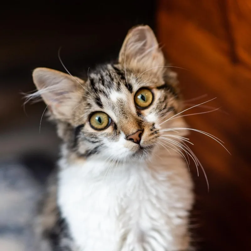 A baby medium-sized female Tabby (Brown / Chocolate) Domestic Medium Hair cat named Jarvi for adoption in Apex, NC