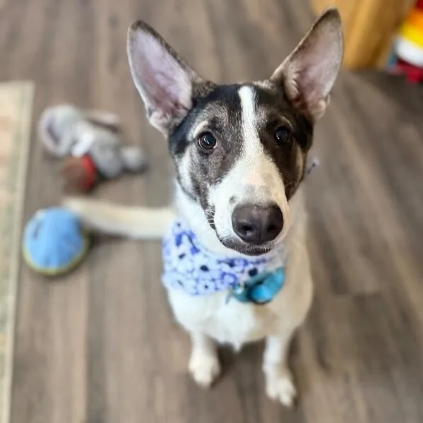 Hazel The Heart Melter