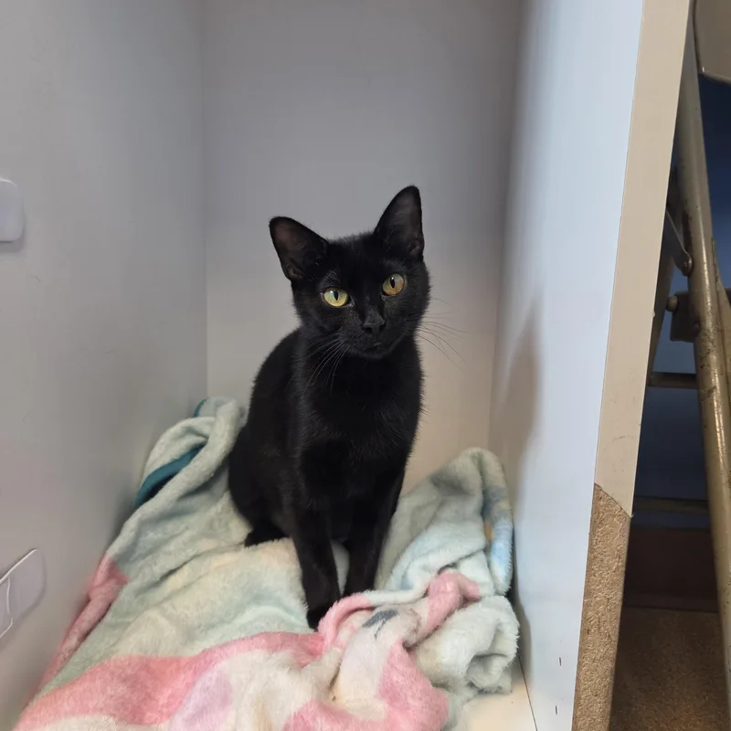 A young medium-sized female Black Domestic Short Hair cat named Bayles for adoption in Brookings, SD