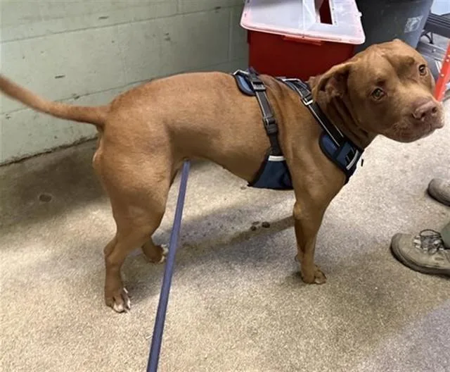 A young medium-sized female Pit Bull Terrier dog named Niyah for adoption in Sacramento, CA