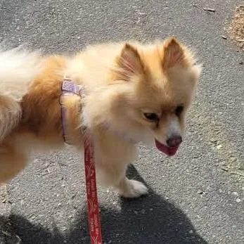 An adult small-sized female Yellow / Tan / Blond / Fawn Pomeranian dog named Sandy for adoption in Raleigh, NC