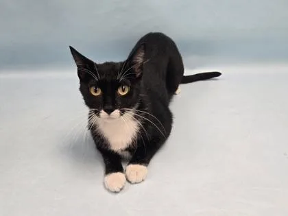 An adult small-sized female Domestic Short Hair cat named Aphrodite for adoption in Coon Rapids, MN
