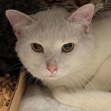 A young small-sized male Domestic Short Hair cat named Bro for adoption in Shinnston, WV