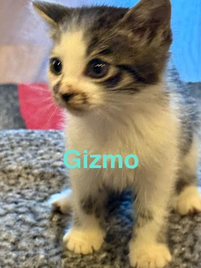 Gizmo