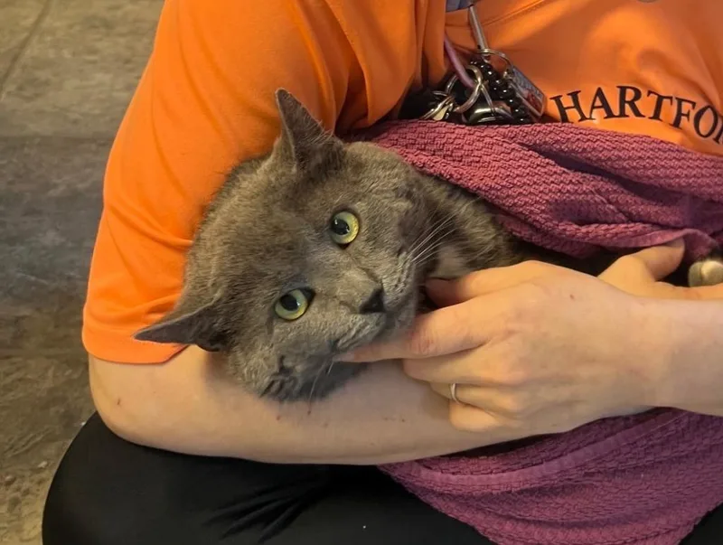 An adult medium-sized male Domestic Short Hair cat named Argento for adoption in Windsor, CT