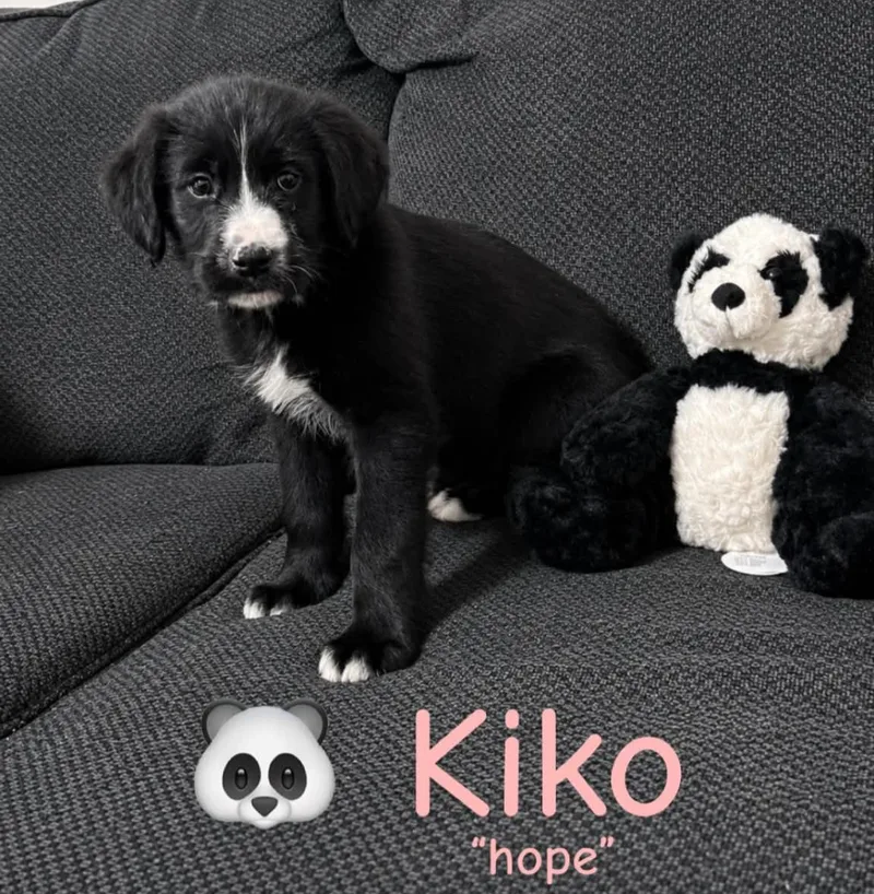 A baby medium-sized female Black Labradoodle dog named Kiko for adoption in Grand Rapids, MI