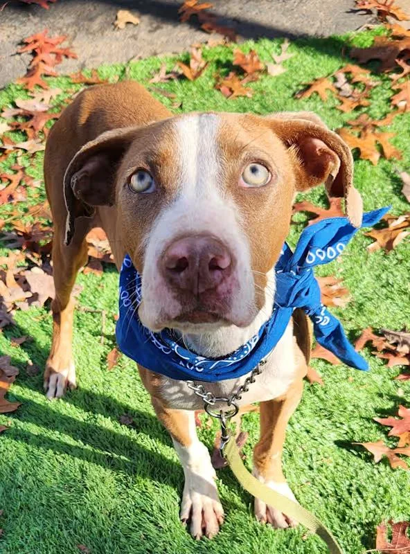 An adult medium-sized male Hound dog named Blueberry for adoption in Pelzer, SC