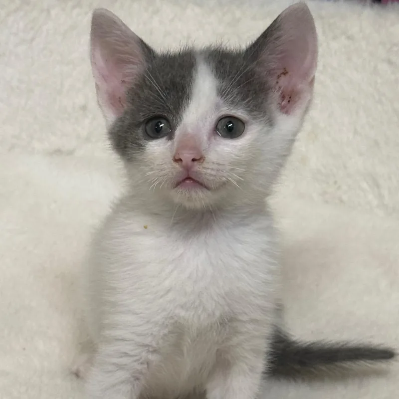 A baby small-sized female White Domestic Short Hair cat named Graham Cracker for adoption in Middle Village, NY