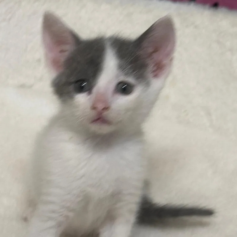 Graham Cracker thumbnail 2