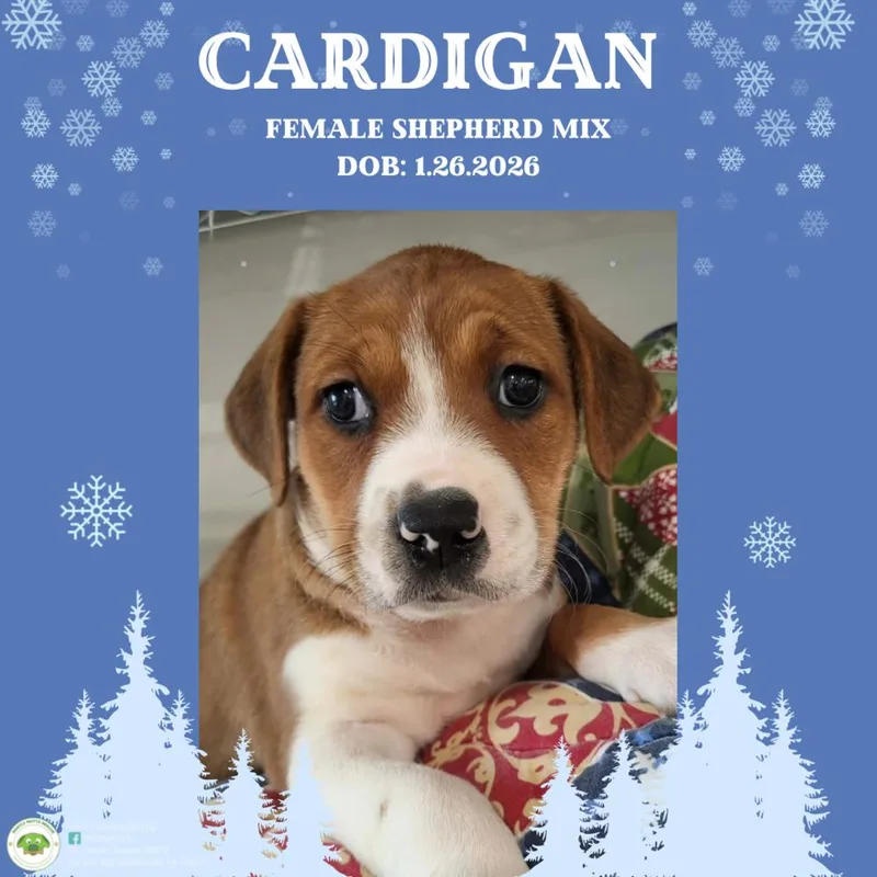 Cardigan thumbnail 2