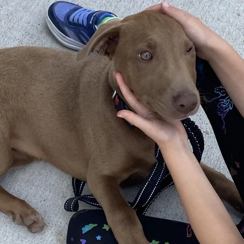 A baby medium-sized female Brown / Chocolate Mixed Breed dog named Reba for adoption in Columbia, MO