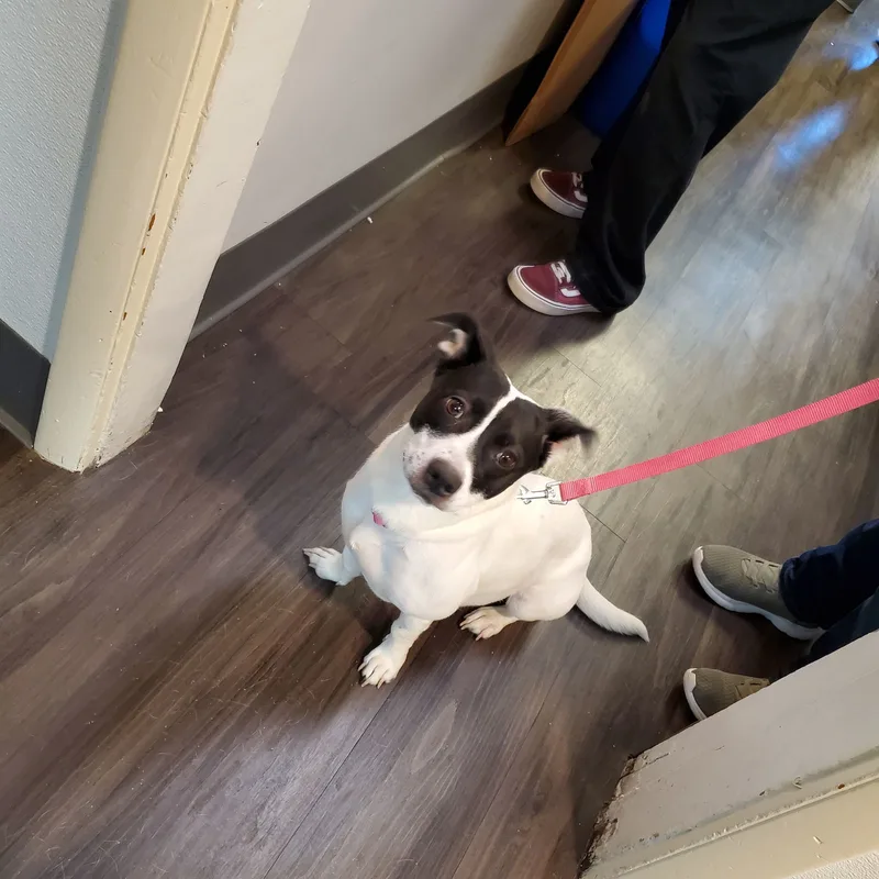 An adult medium-sized female Terrier dog named Sienna for adoption in New Castle, DE