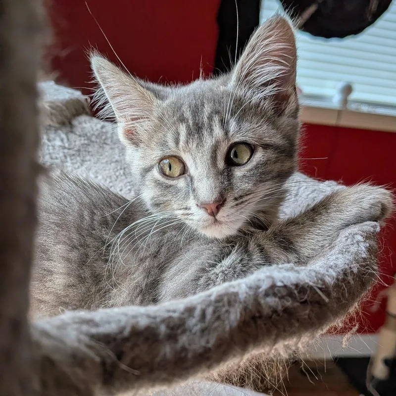 A baby medium-sized male Tabby (Gray / Blue / Silver) Domestic Short Hair cat named James for adoption in Hudsonville, MI