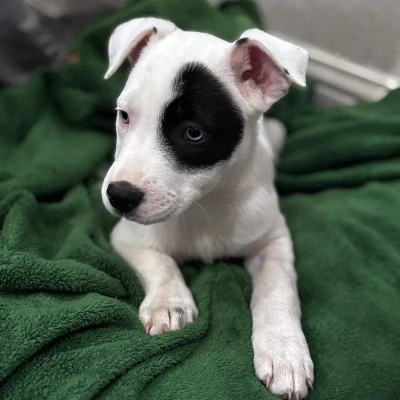 A baby medium-sized female White / Cream American Staffordshire Terrier dog named Ruby for adoption in Spring, TX