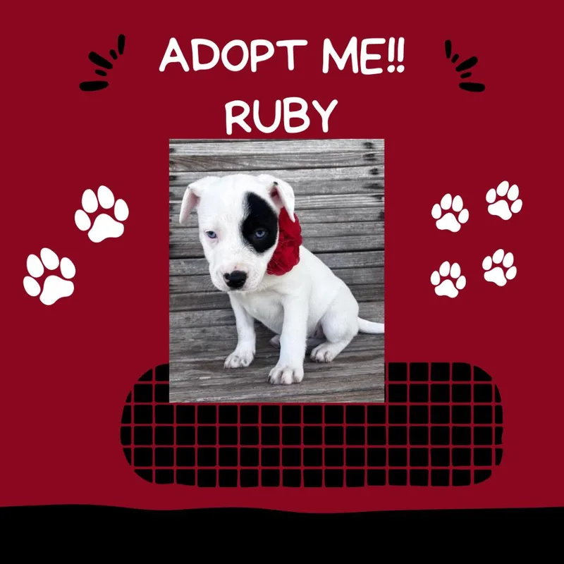 Ruby thumbnail 3